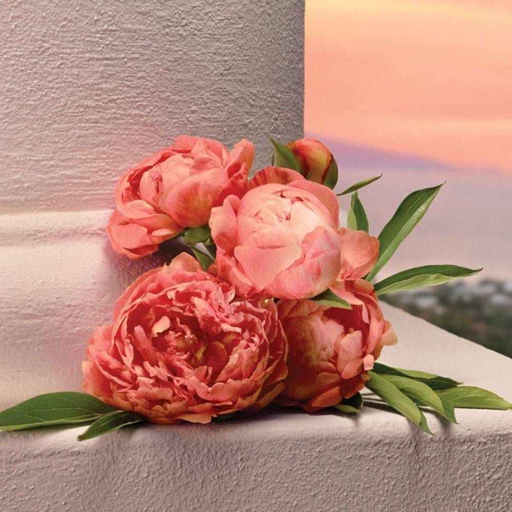 MY DEVOTION EAU DE PARFUM INTENSE